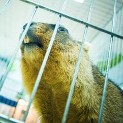 Cover of BEAVER CAGE