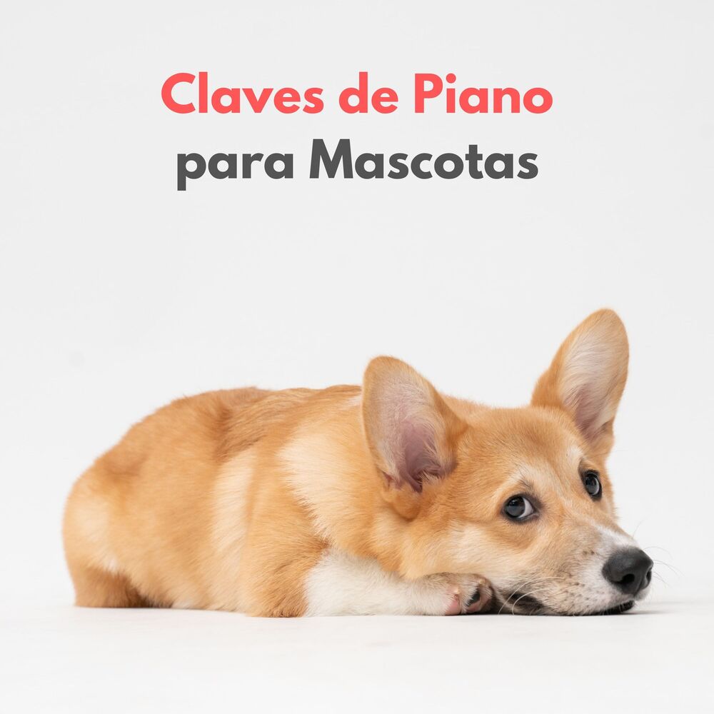 Picture of Claves De Piano Para Mascotas