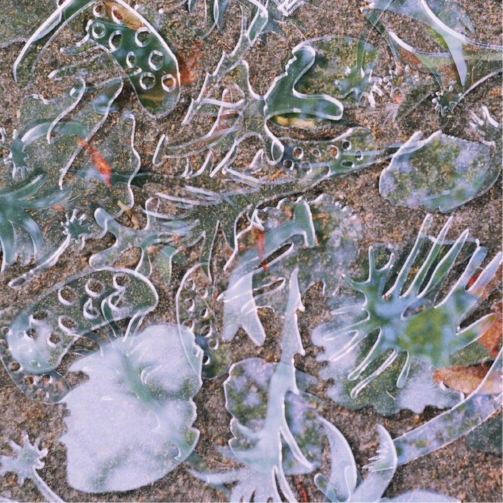 Picture of Hibiscus EP