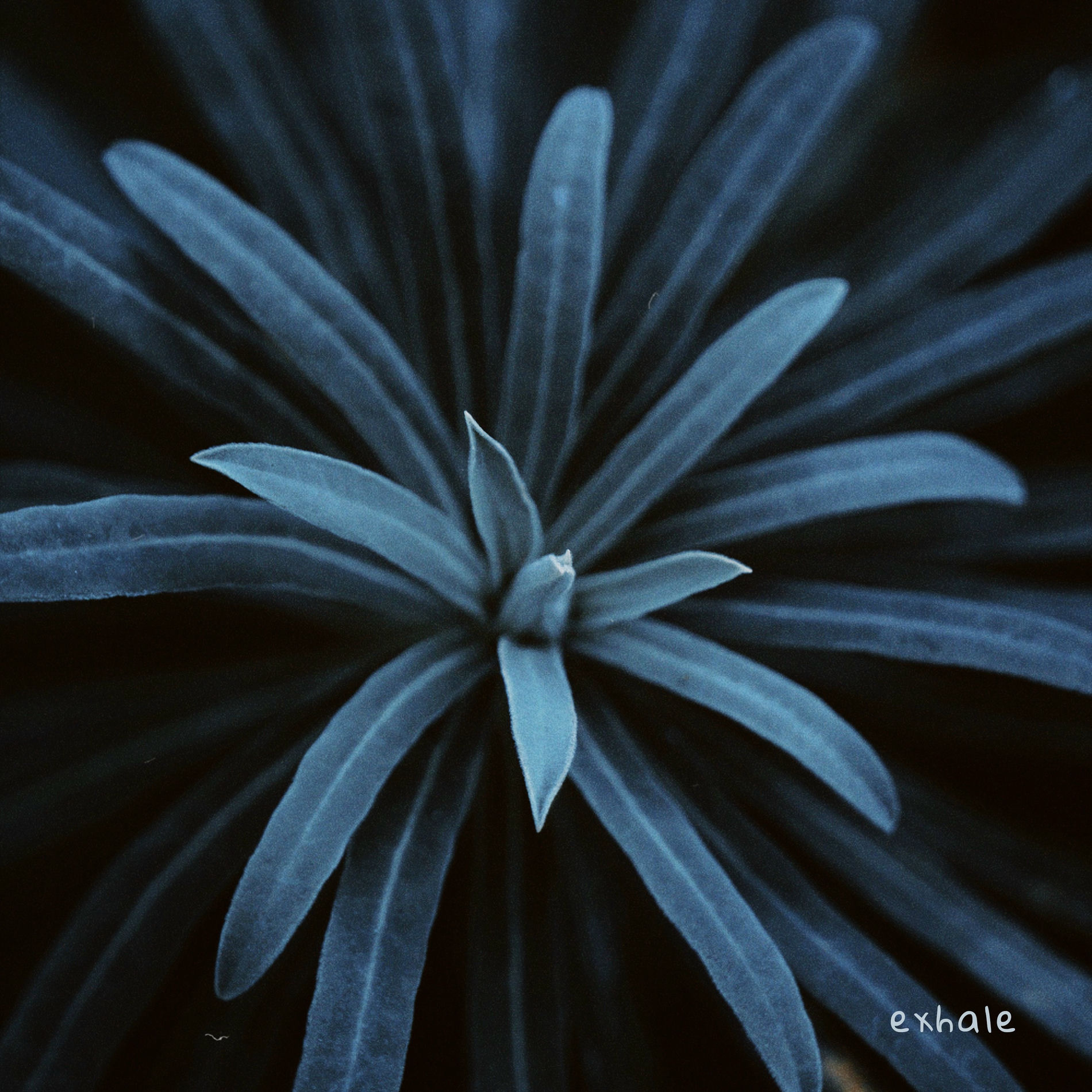 Album cover of Exhale
