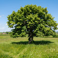Linden Mint Drift