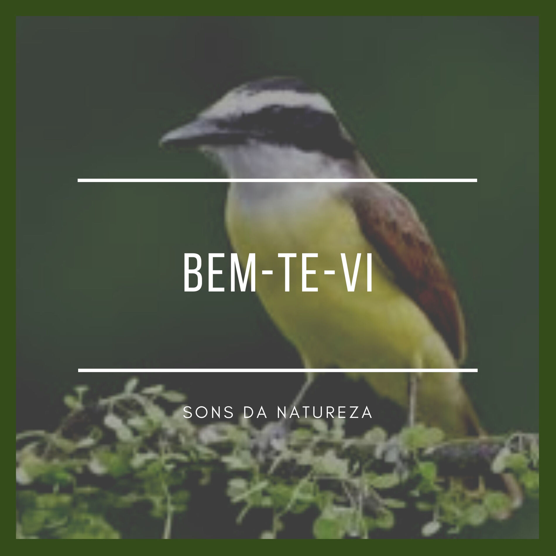Album cover of Bem-Te-Vi