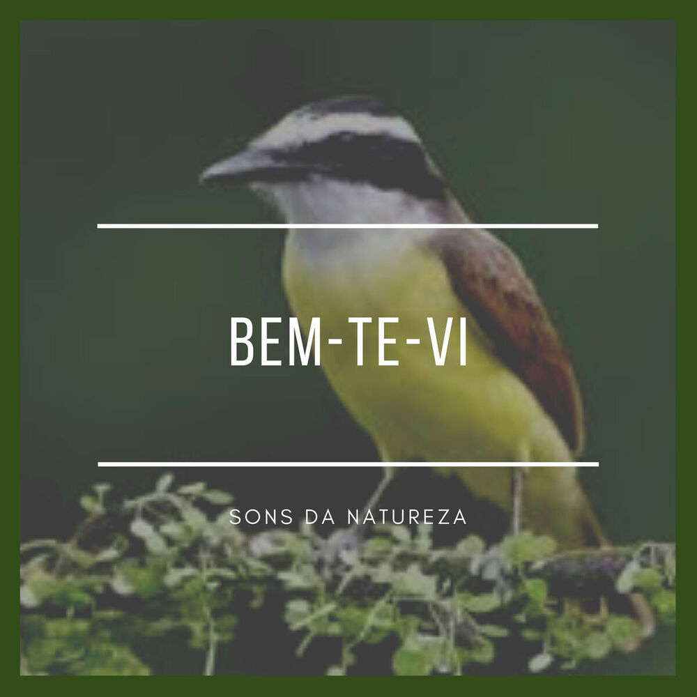 Picture of Bem-Te-Vi