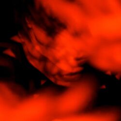 Cover of Fuoco