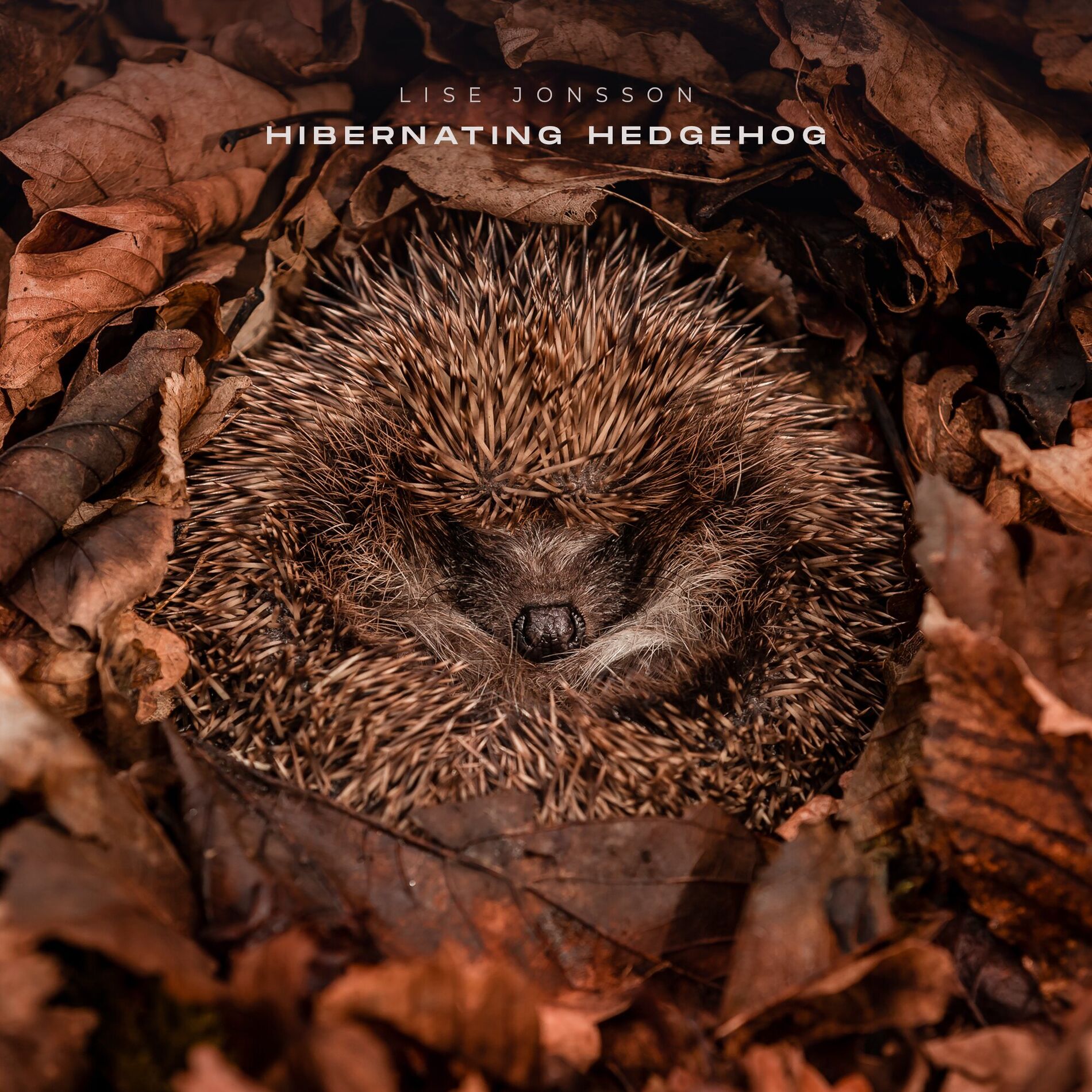 Album cover of Hibernating Hedgehog