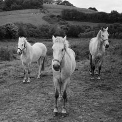Cover of Horses