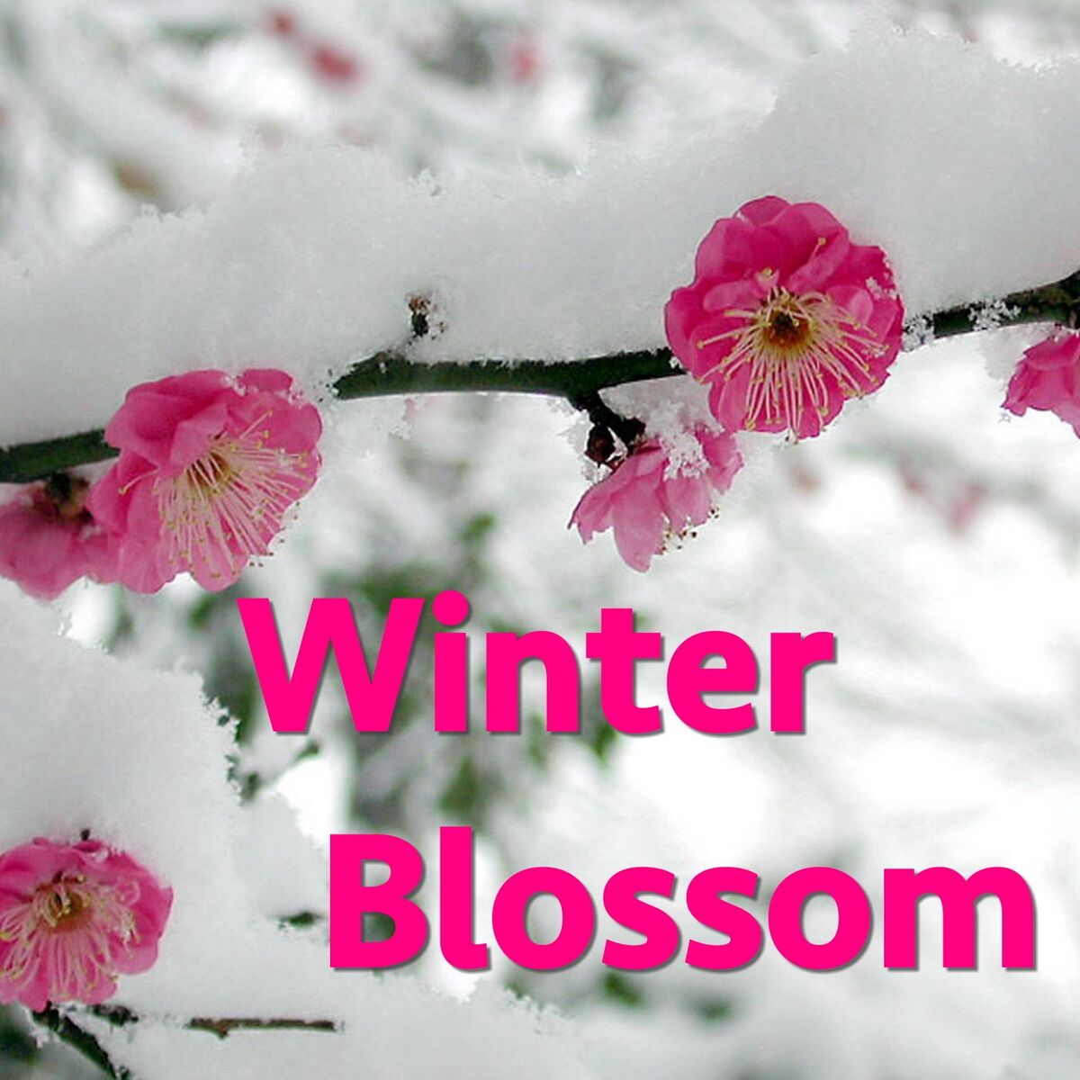 Album cover of Winter Blossom