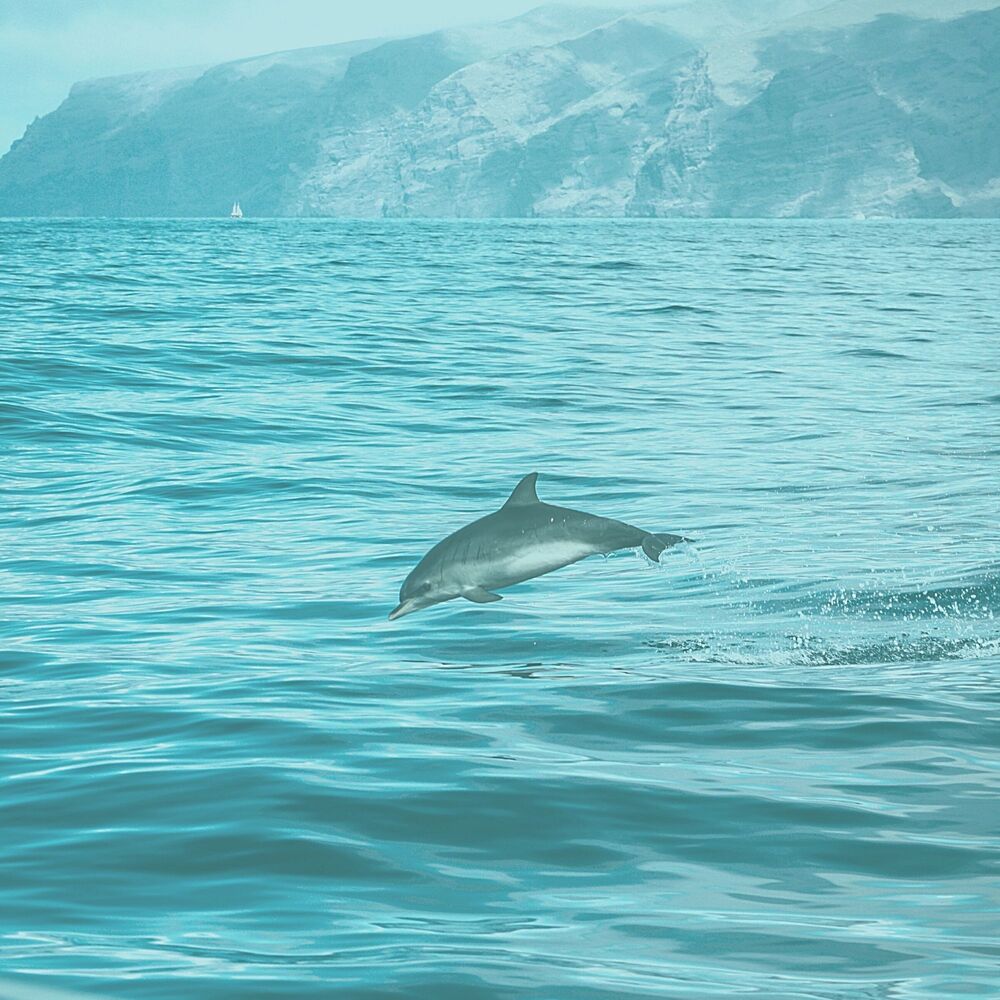 Picture of Bossa Nova (Music for Traveling Again)