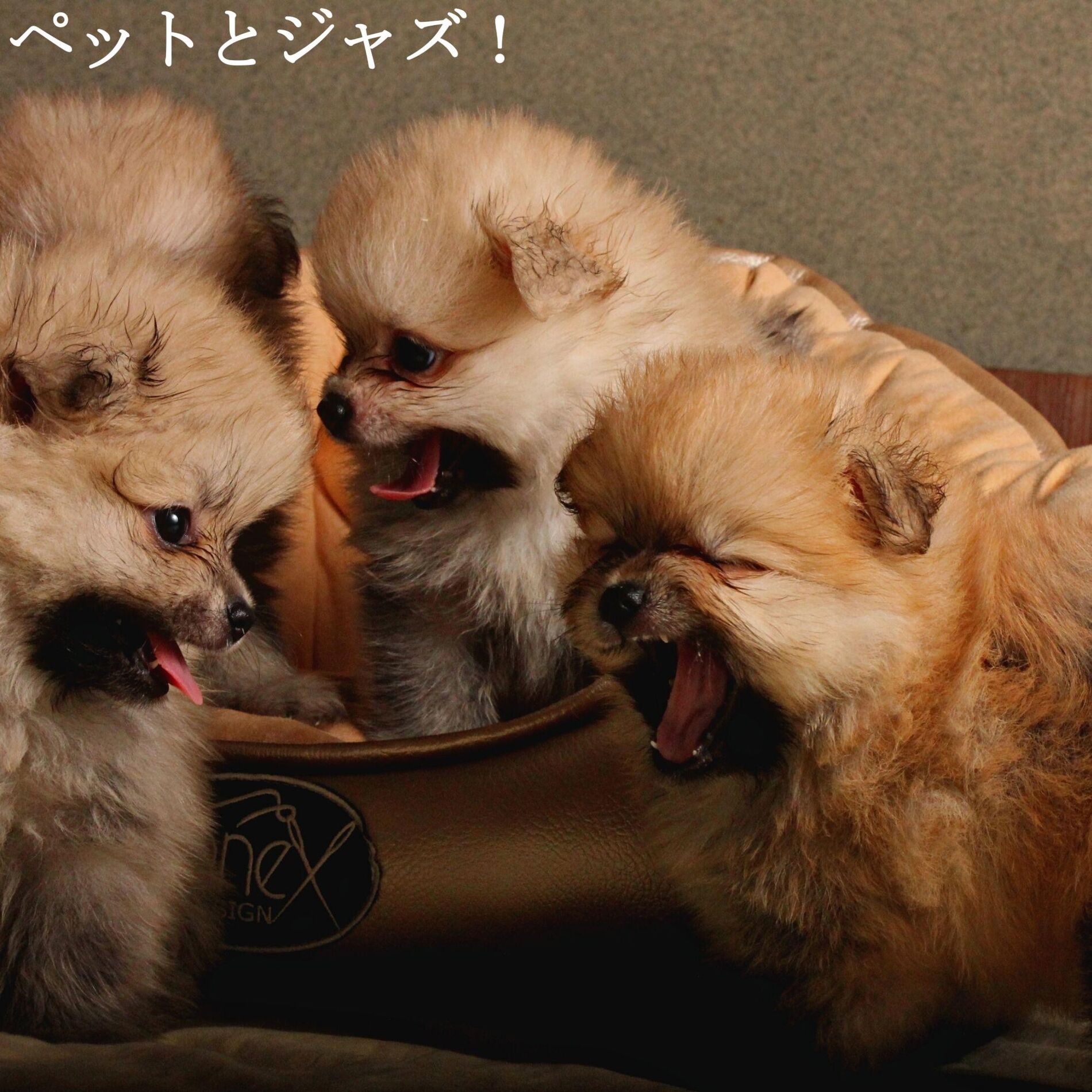 Album cover of ペットとジャズ！