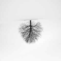 Cover of Distant