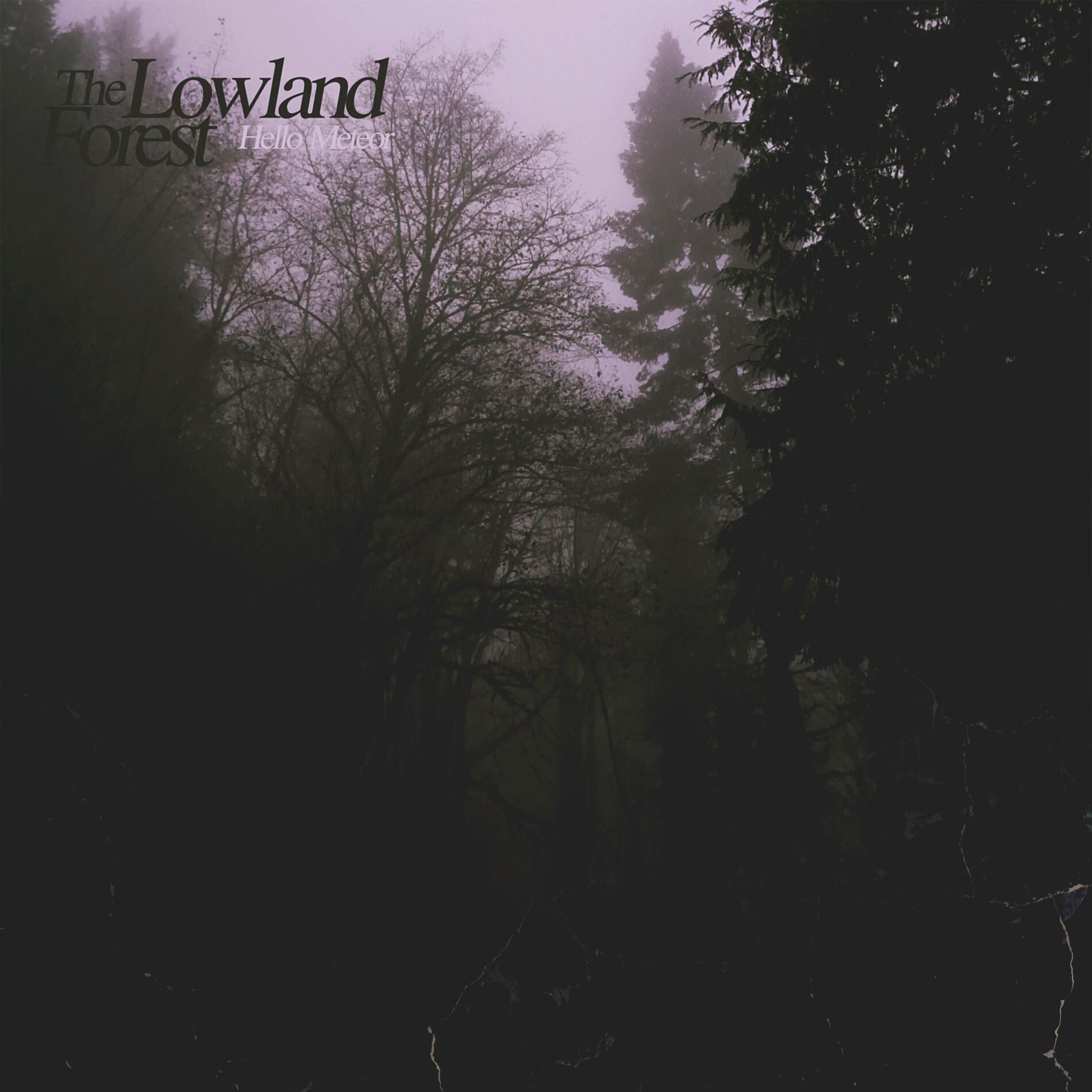 Album cover of The Lowland Forest
