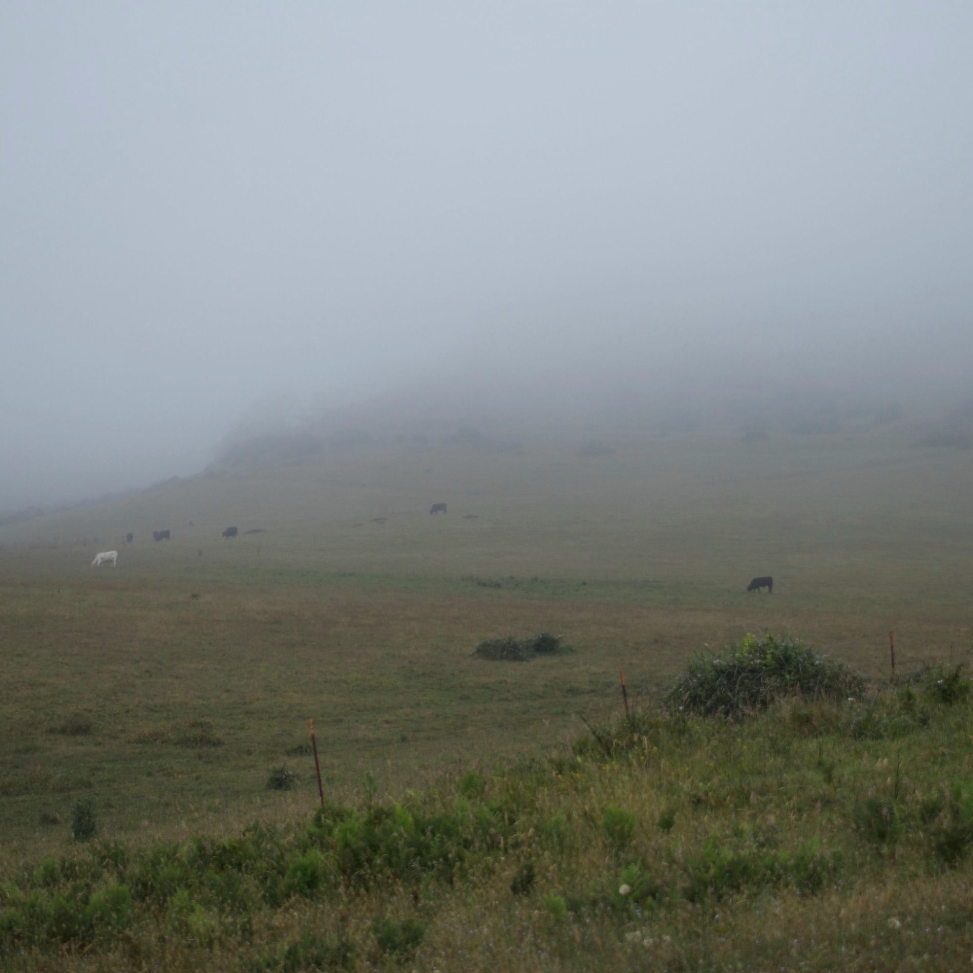 Album cover of Haze