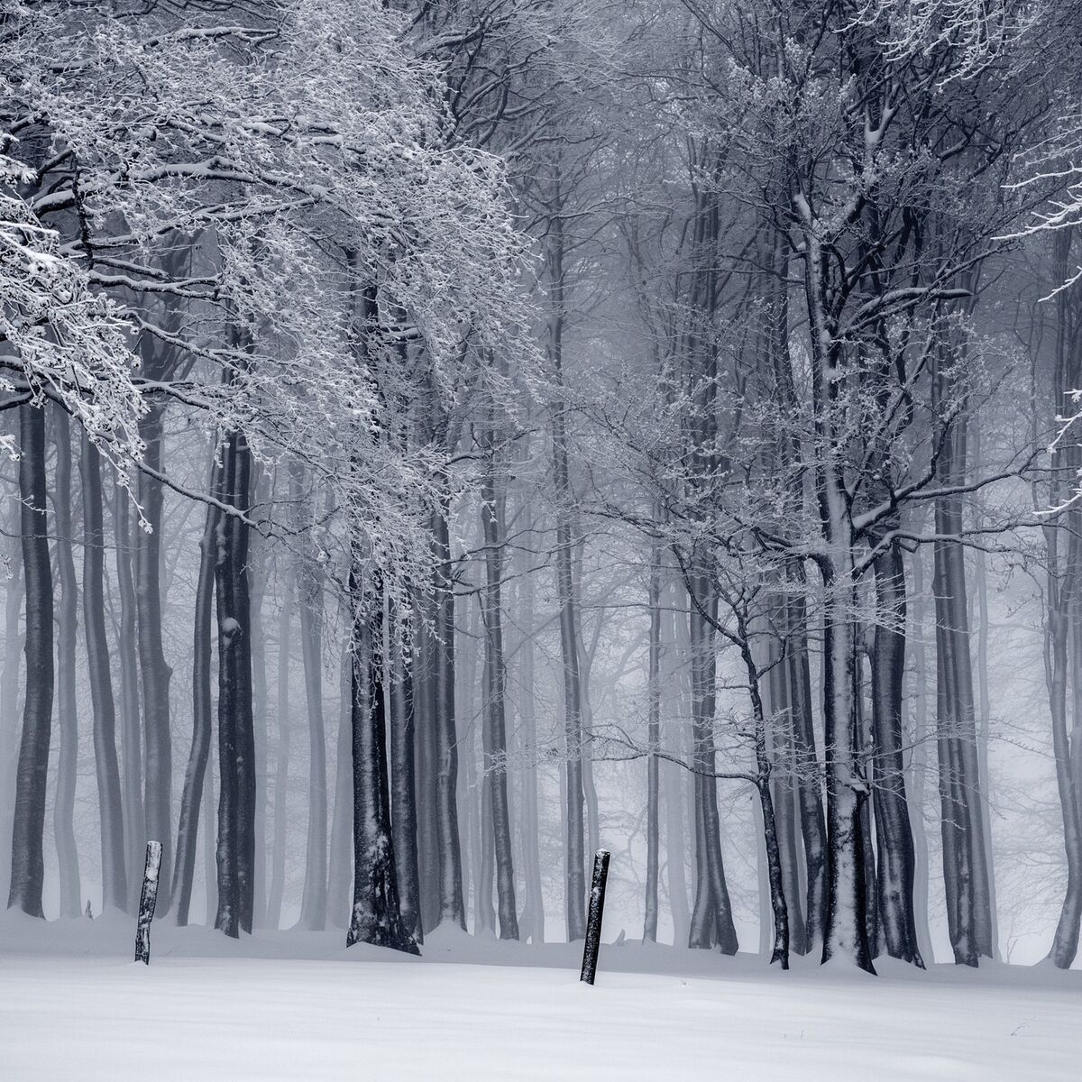 Album cover of Cold Nights