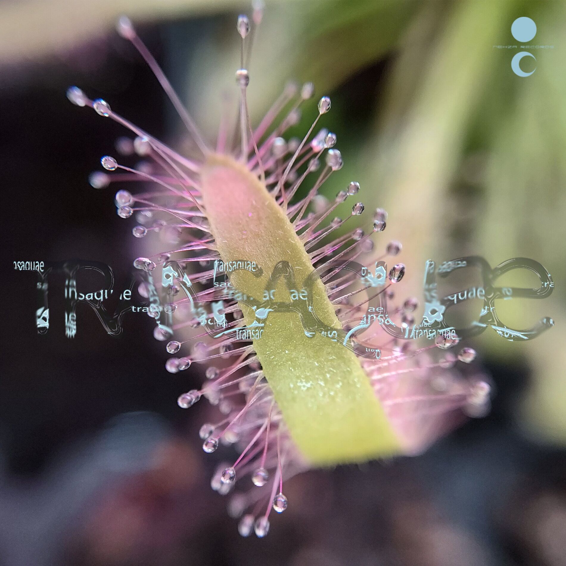 Album cover of Transaquae