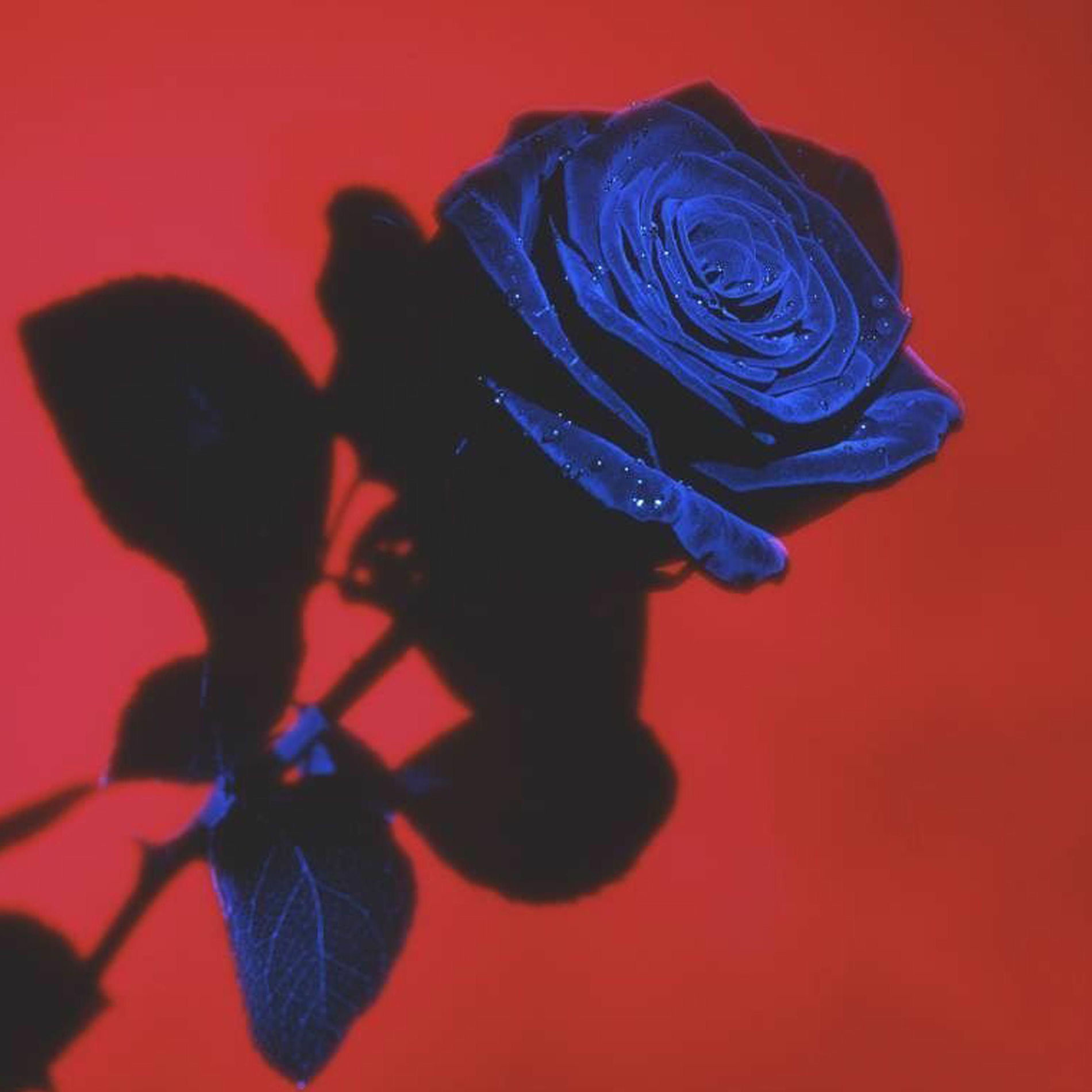 Album cover of What Can I Do (Slowed)