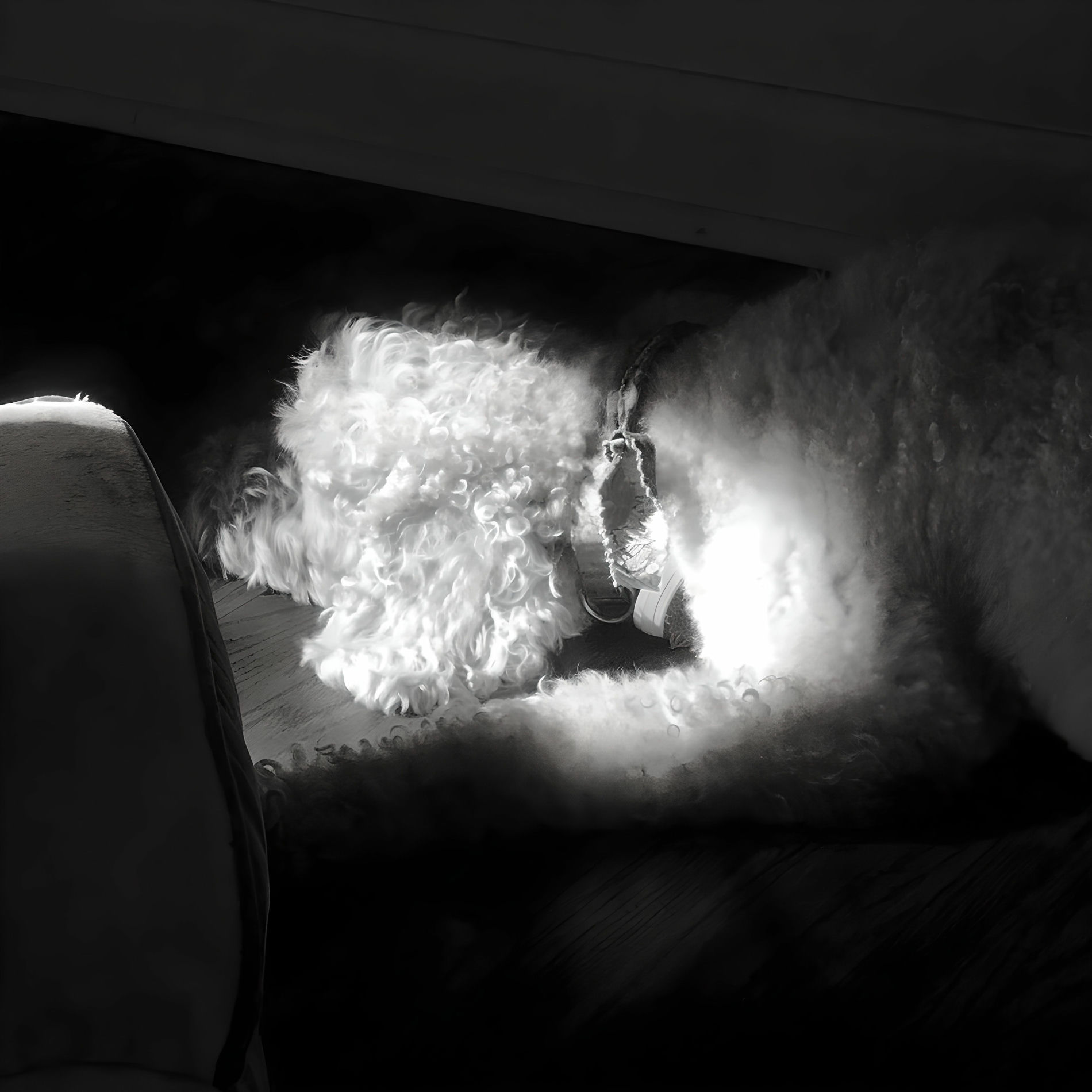 Album cover of I Miss My Dog