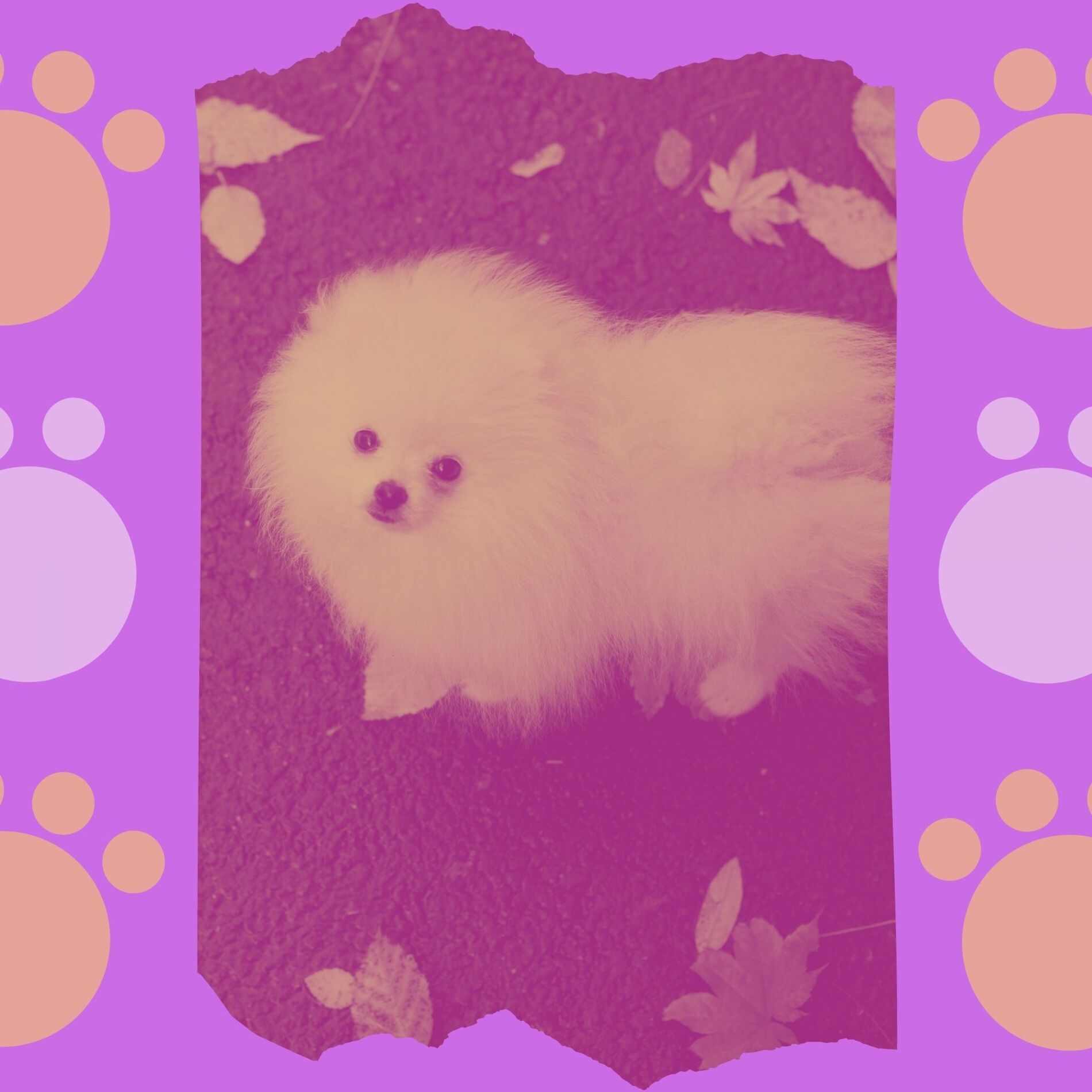 Album cover of Ambiance for Pups