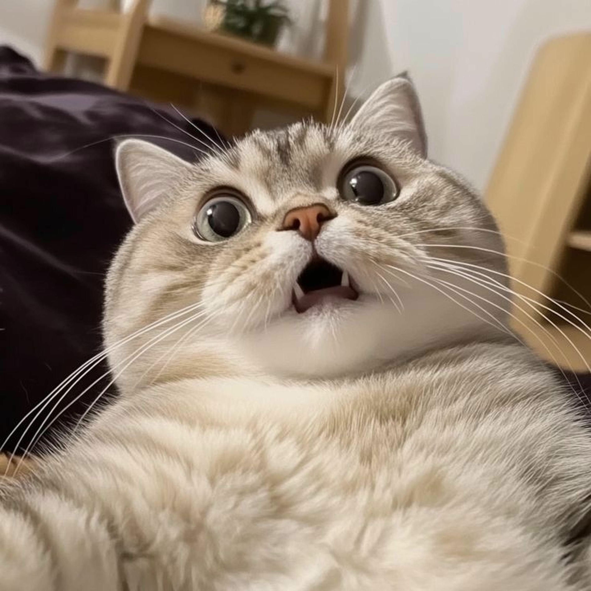 Album cover of confident