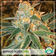 Mango Lova by Eskro album cover