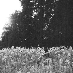 Cover of Oom Sha La La