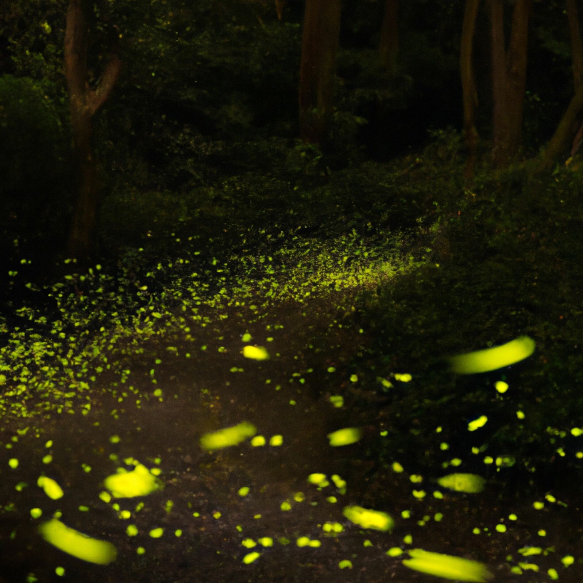 Album cover of Midnight Rain
