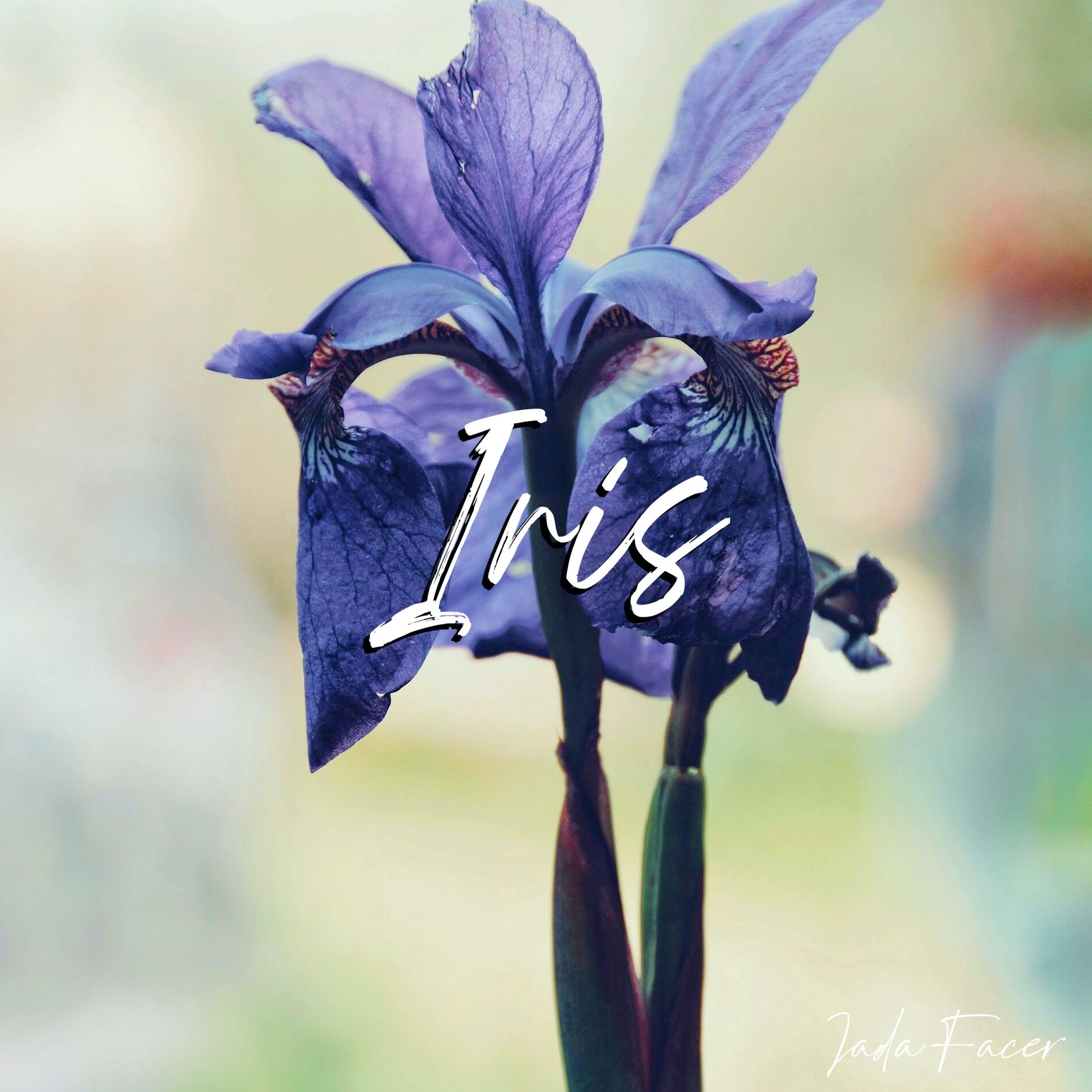 Album cover of Iris