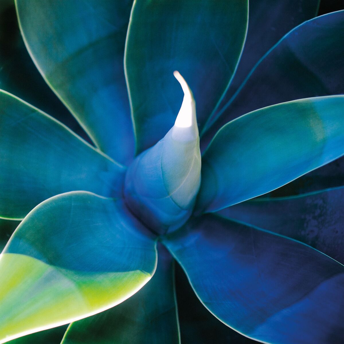 Album cover of Azur