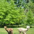 Hounds of Zeus