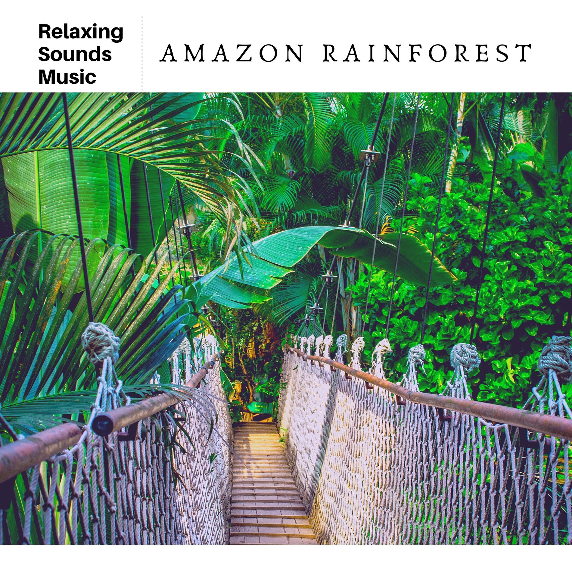 Album cover of Amazon Rainforest