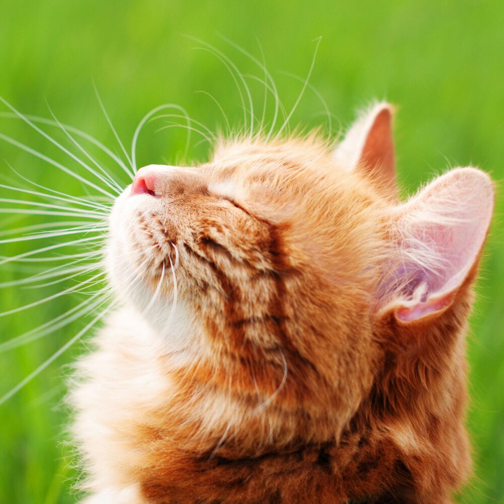 Picture of Cat's Nature Serenade: Serene Binaural Sounds for Contented Purring
