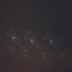 Cover of sidereal crumbs
