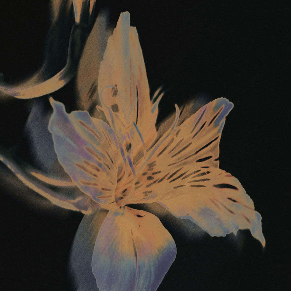 Youremindmeofadrunkanddeadflower.