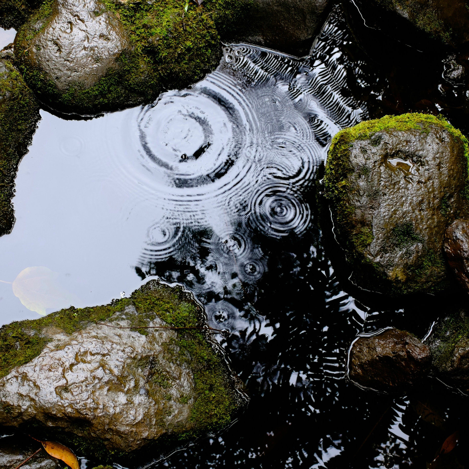 Album cover of Rain’s Gentle Frequencies - Count The Waves To Fall Asleep