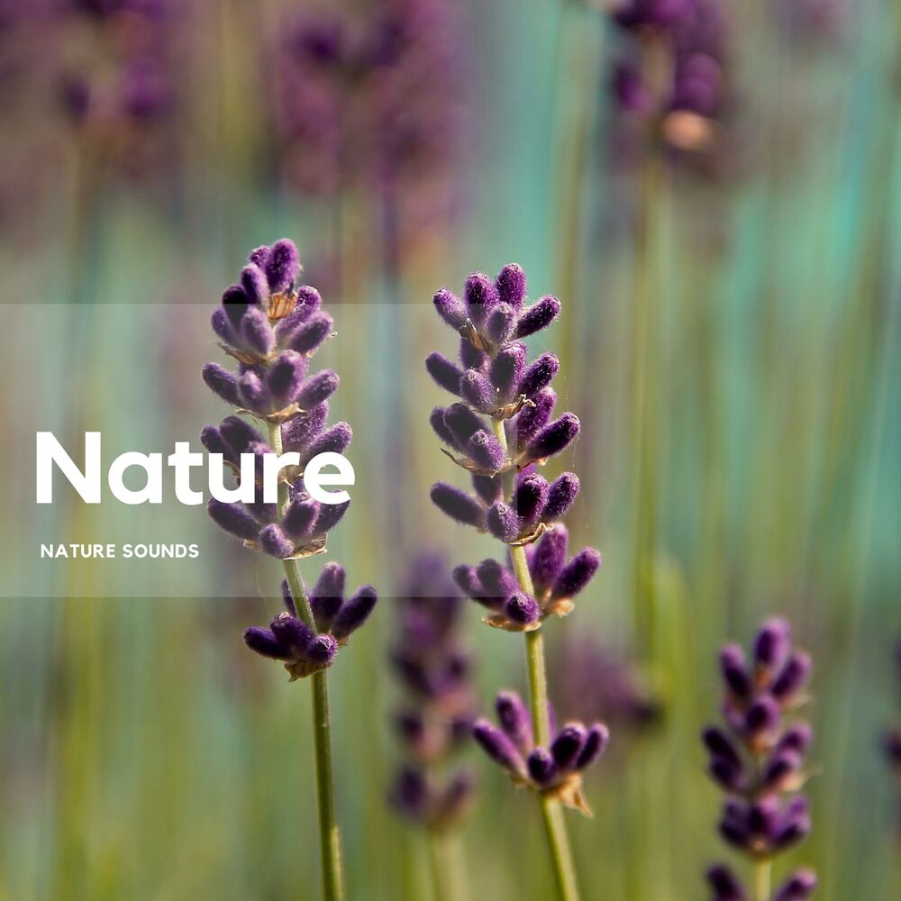 Picture of Breeze of Natural Air