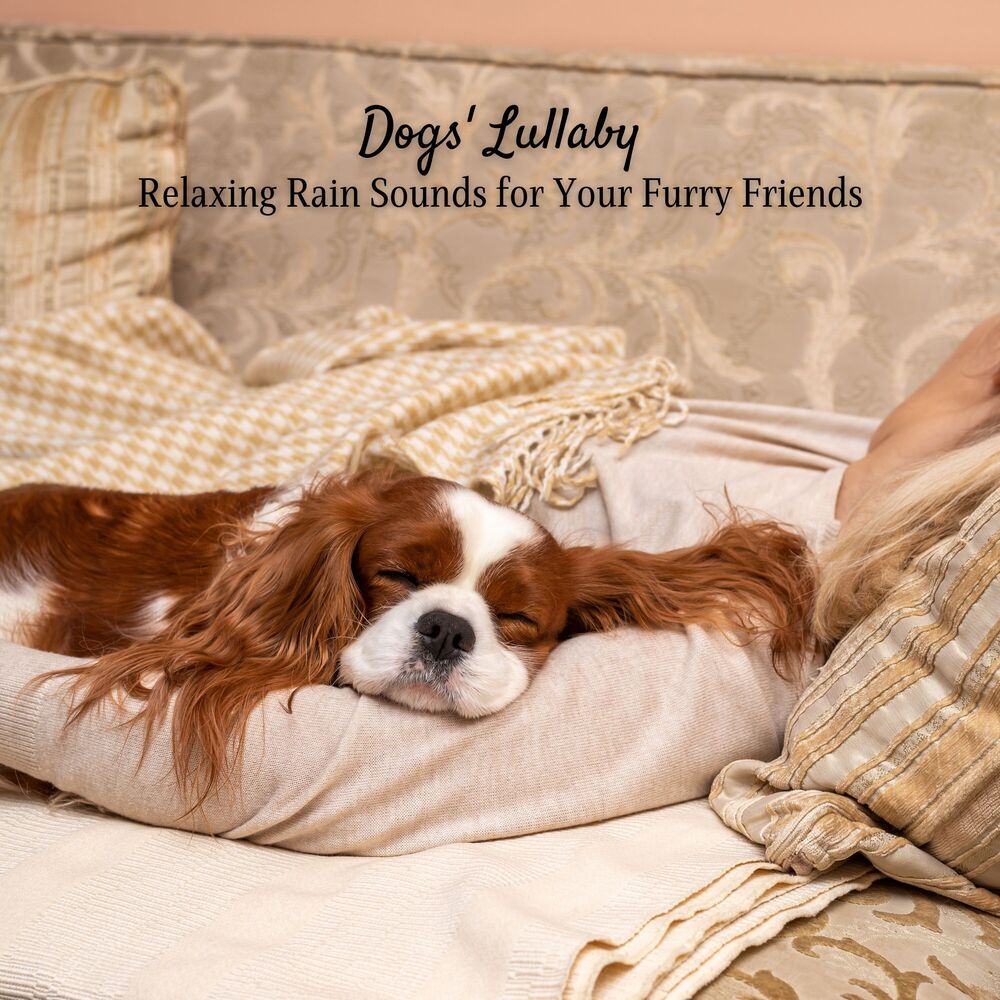 Picture of Dogs' Lullaby: Relaxing Rain Sounds for Your Furry Friends