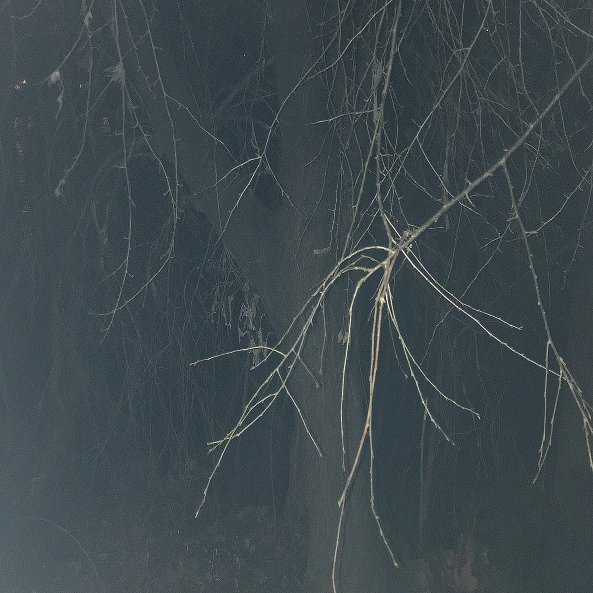 Album cover of new flesh