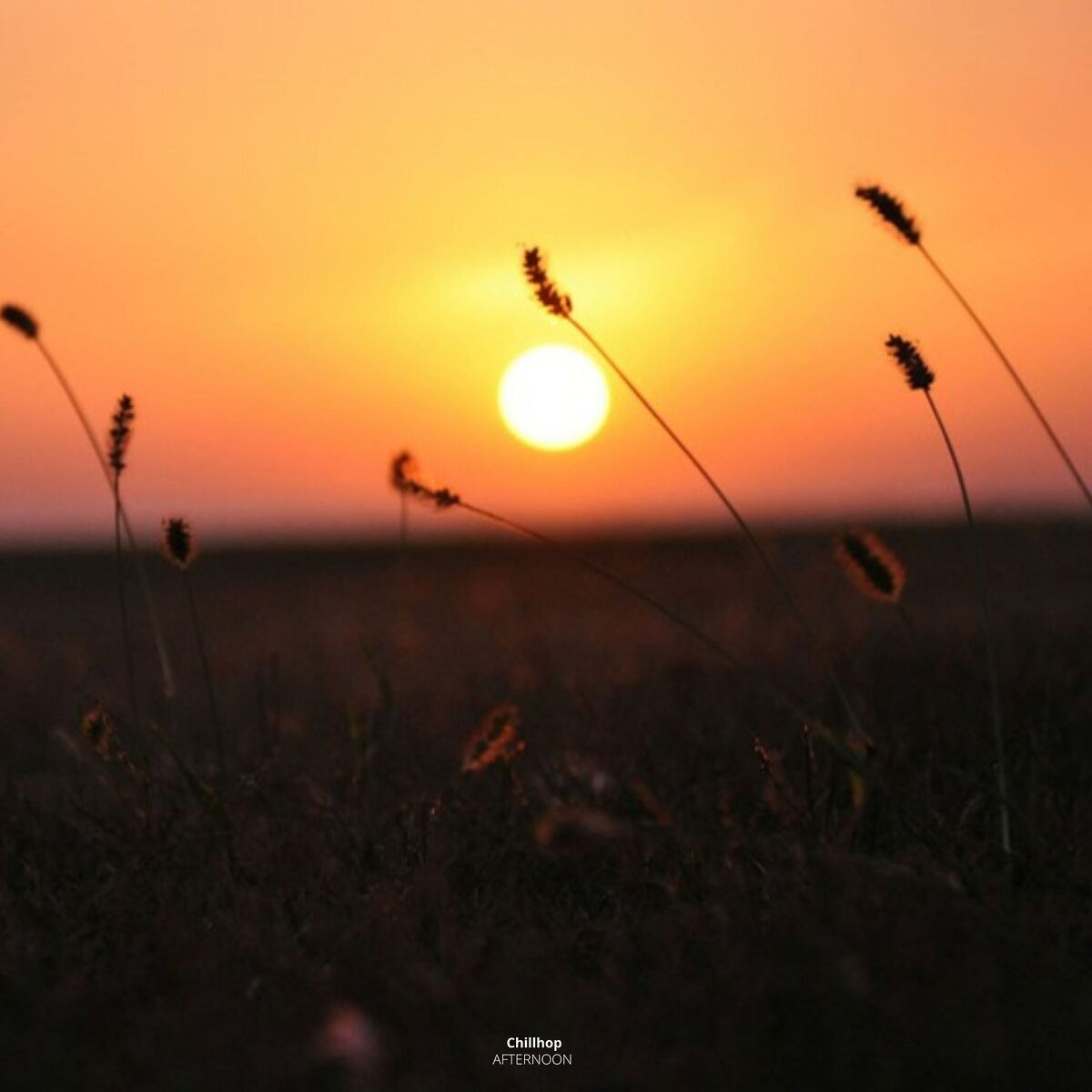 Album cover of Afternoon