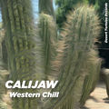 Western Chill