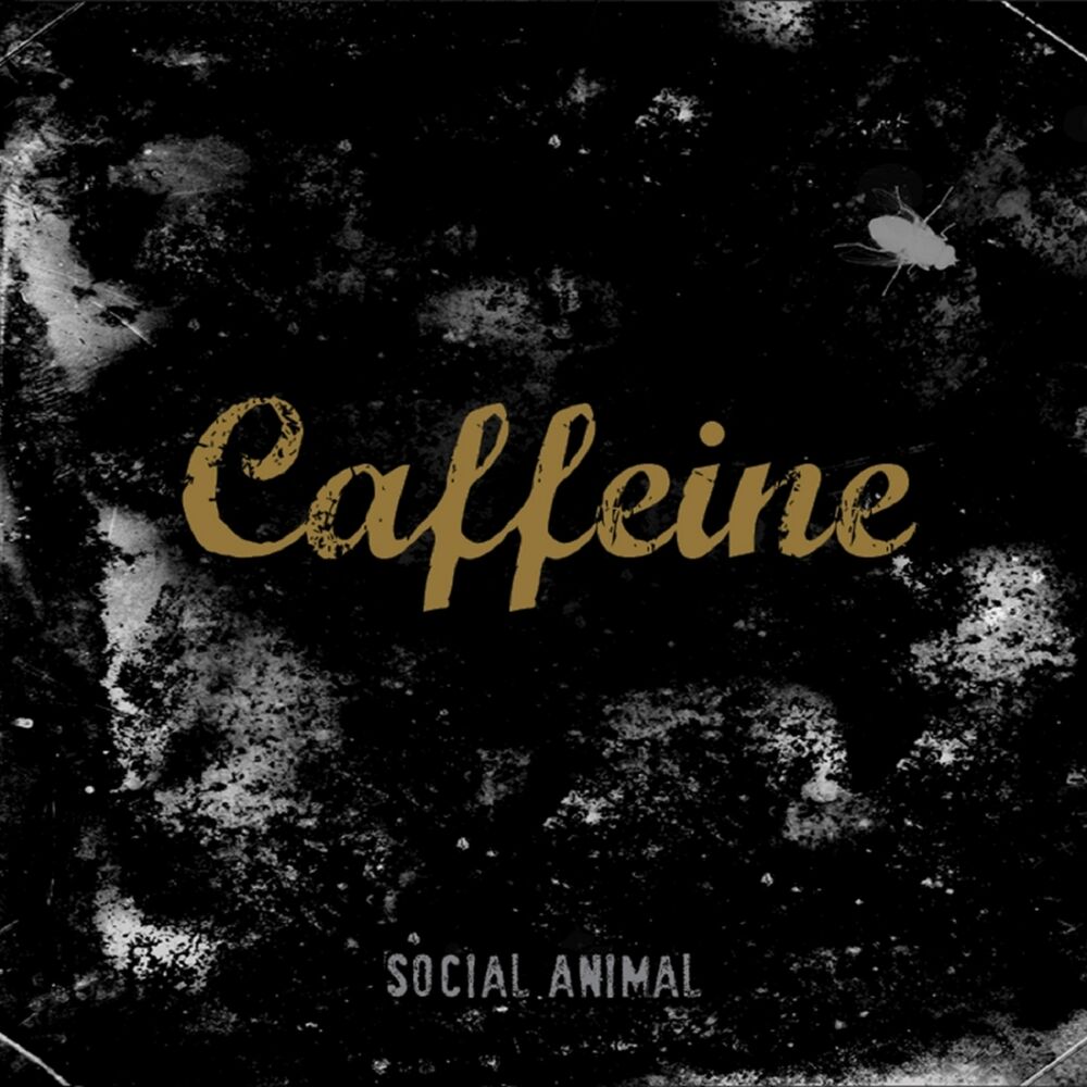 Picture of Social Animal