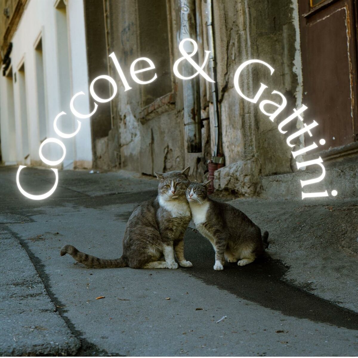 Album cover of Coccole & Gattini