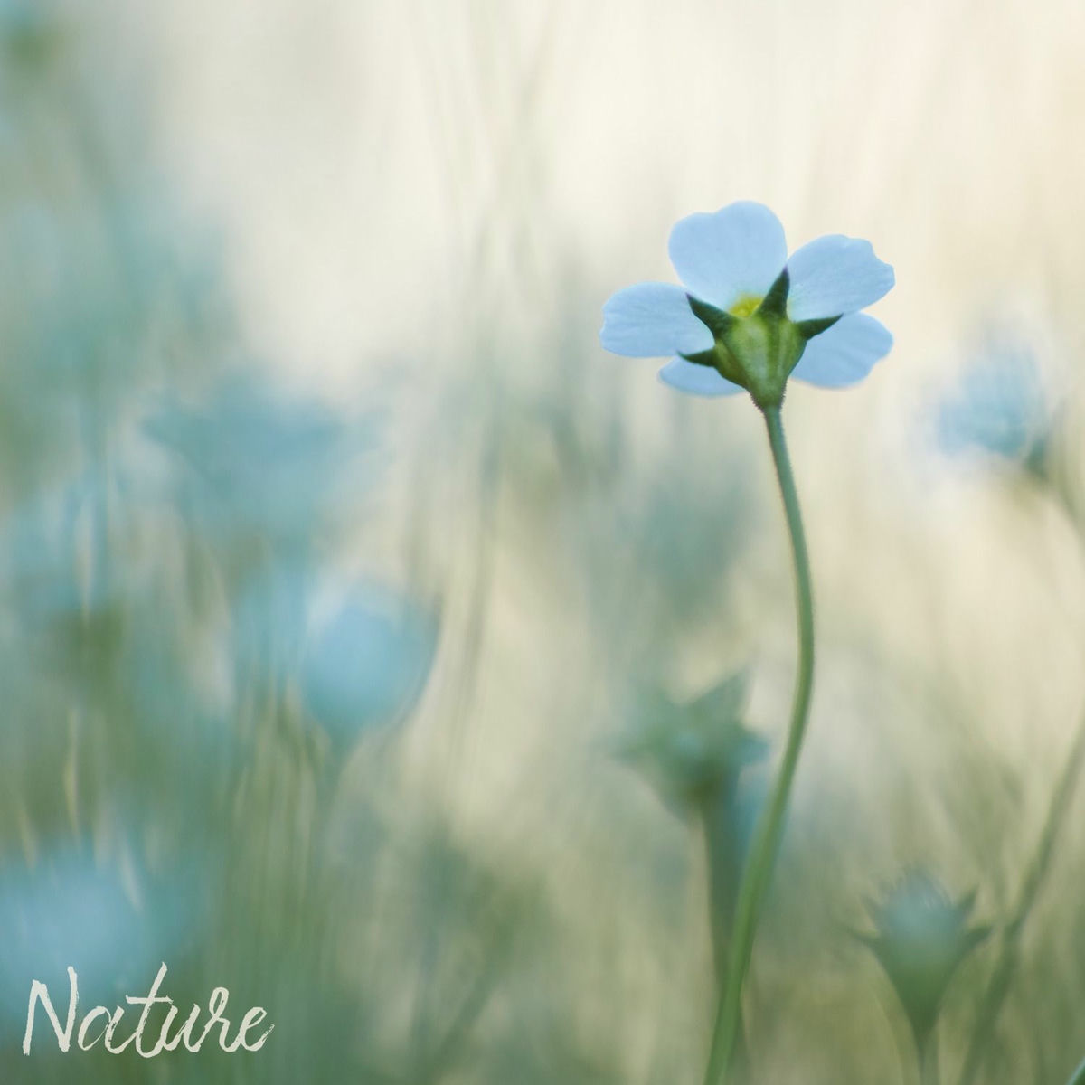 Album cover of Nature