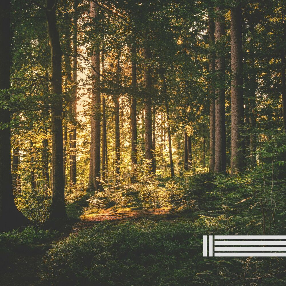 Picture of Sounds Of Forest Nature