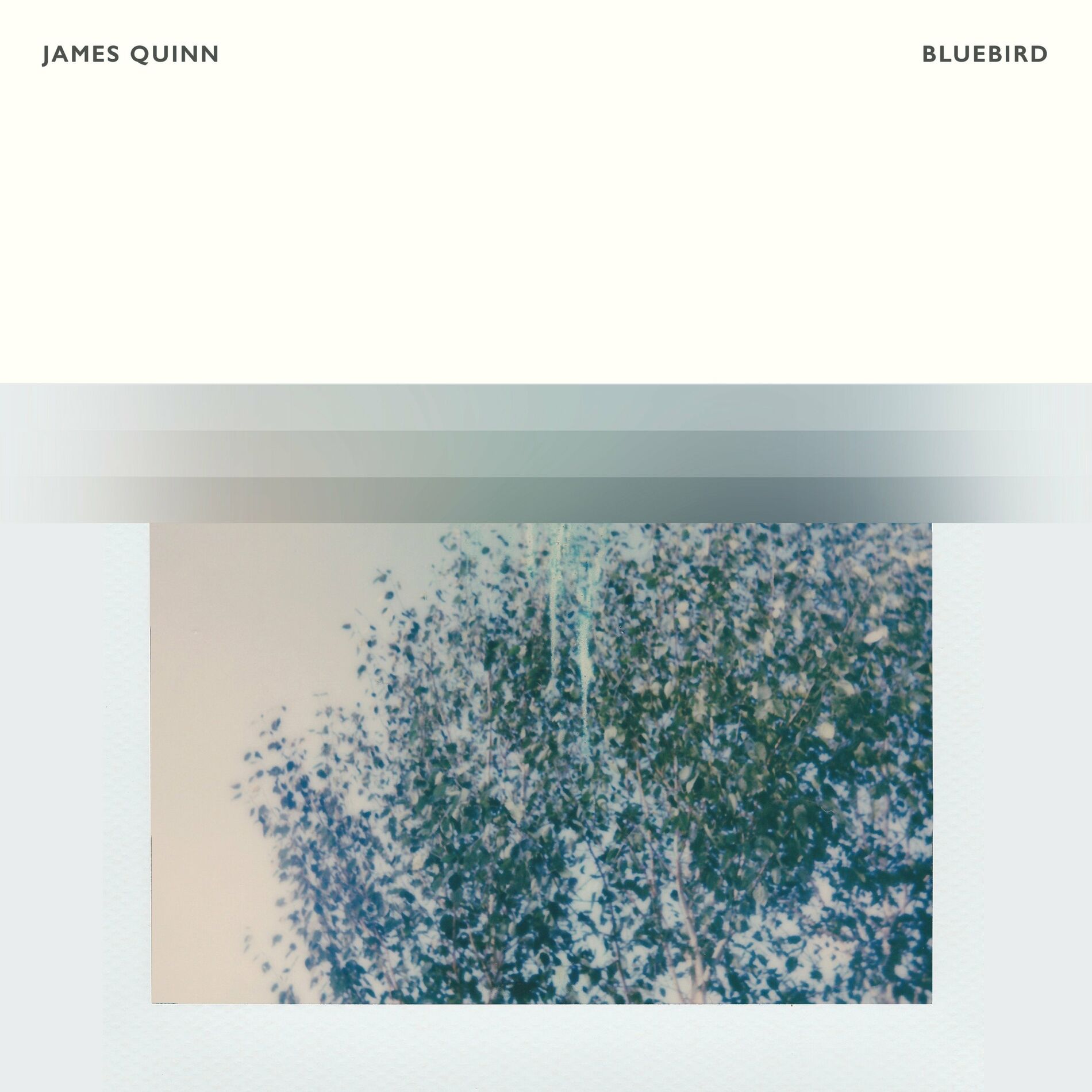 Album cover of Bluebird