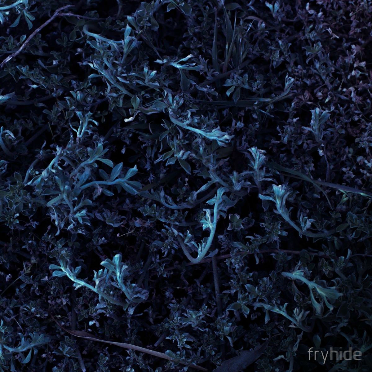 Album cover of Once I Saw The Sky