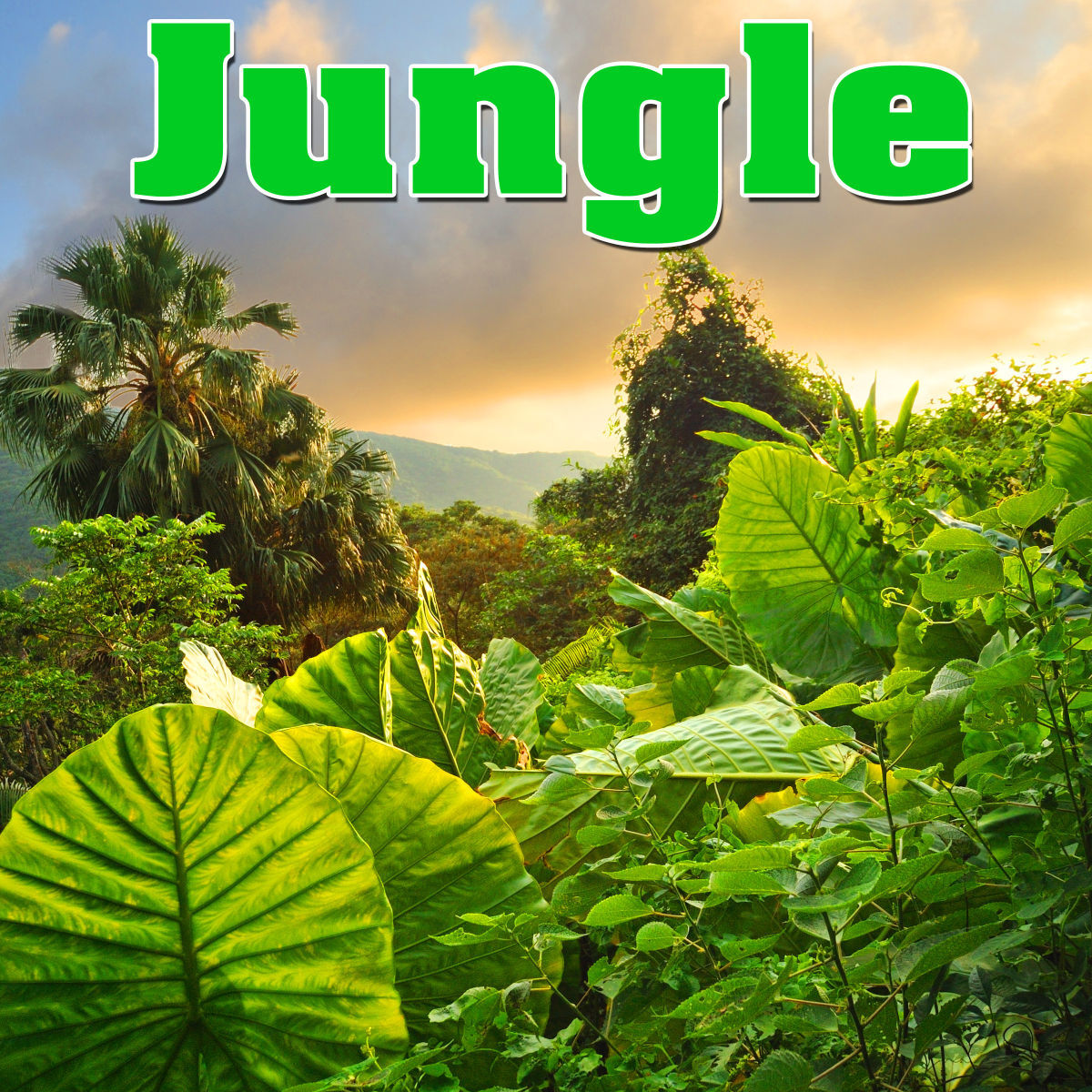 Album cover of Jungle - Sounds of Nature