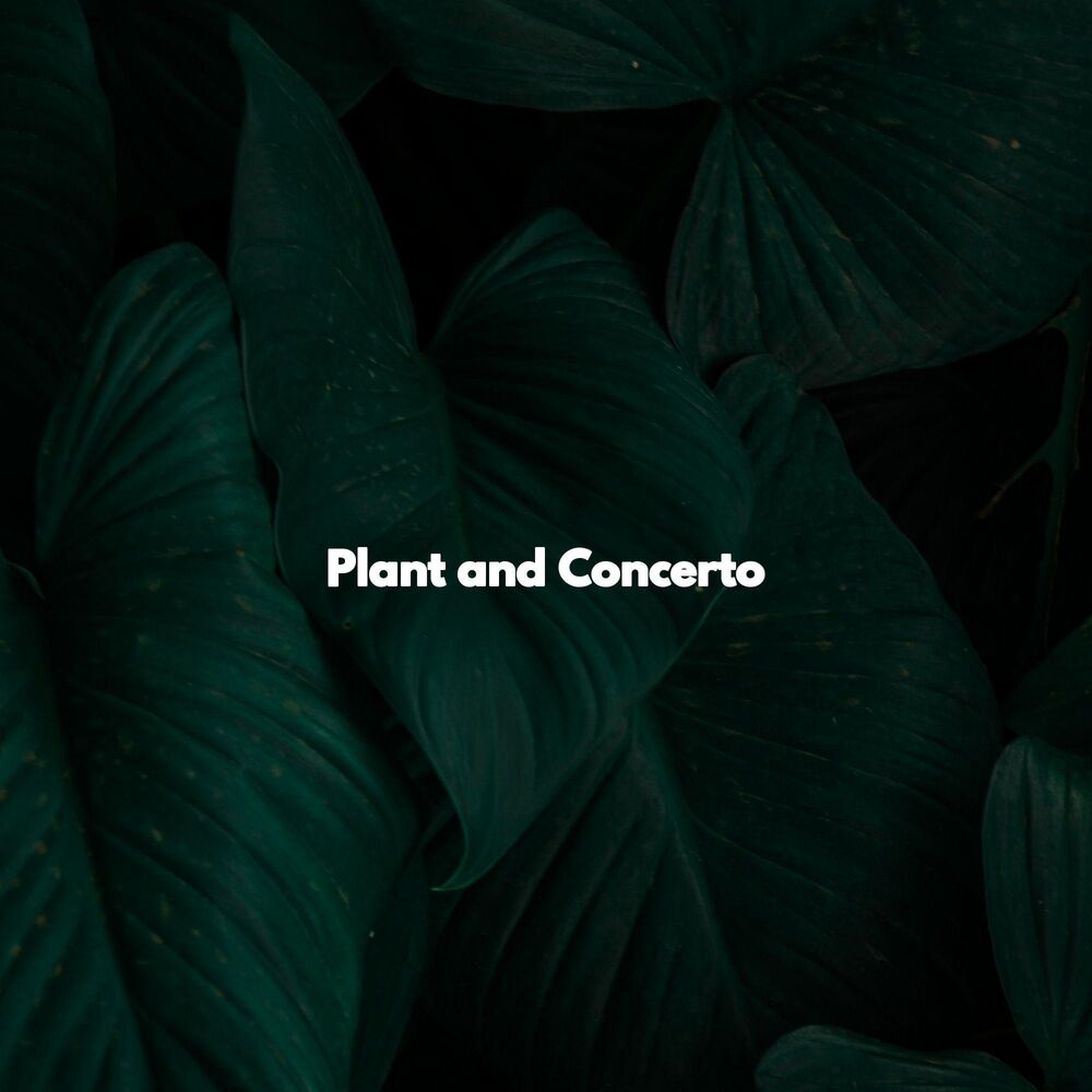 Picture of Plant and Concerto