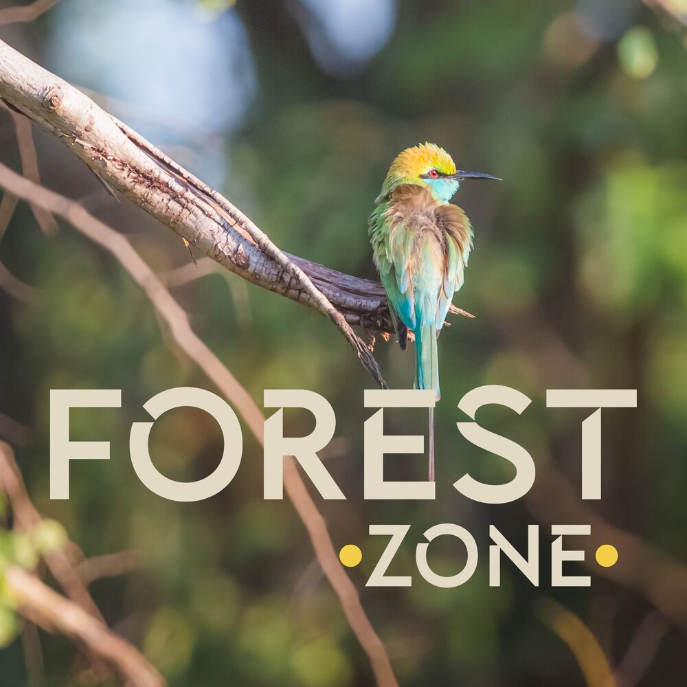 Picture of Forest Zone: Morning and Serene Relaxation