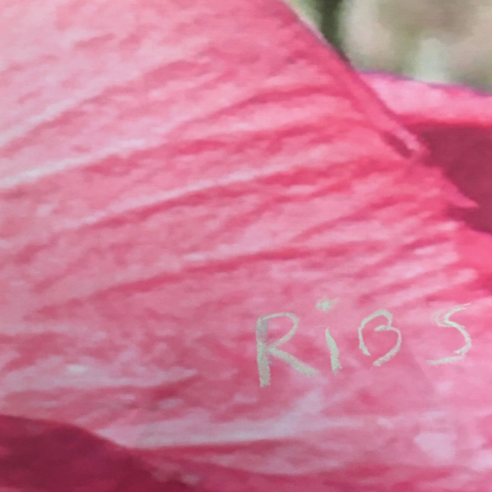 Album cover of Ribs