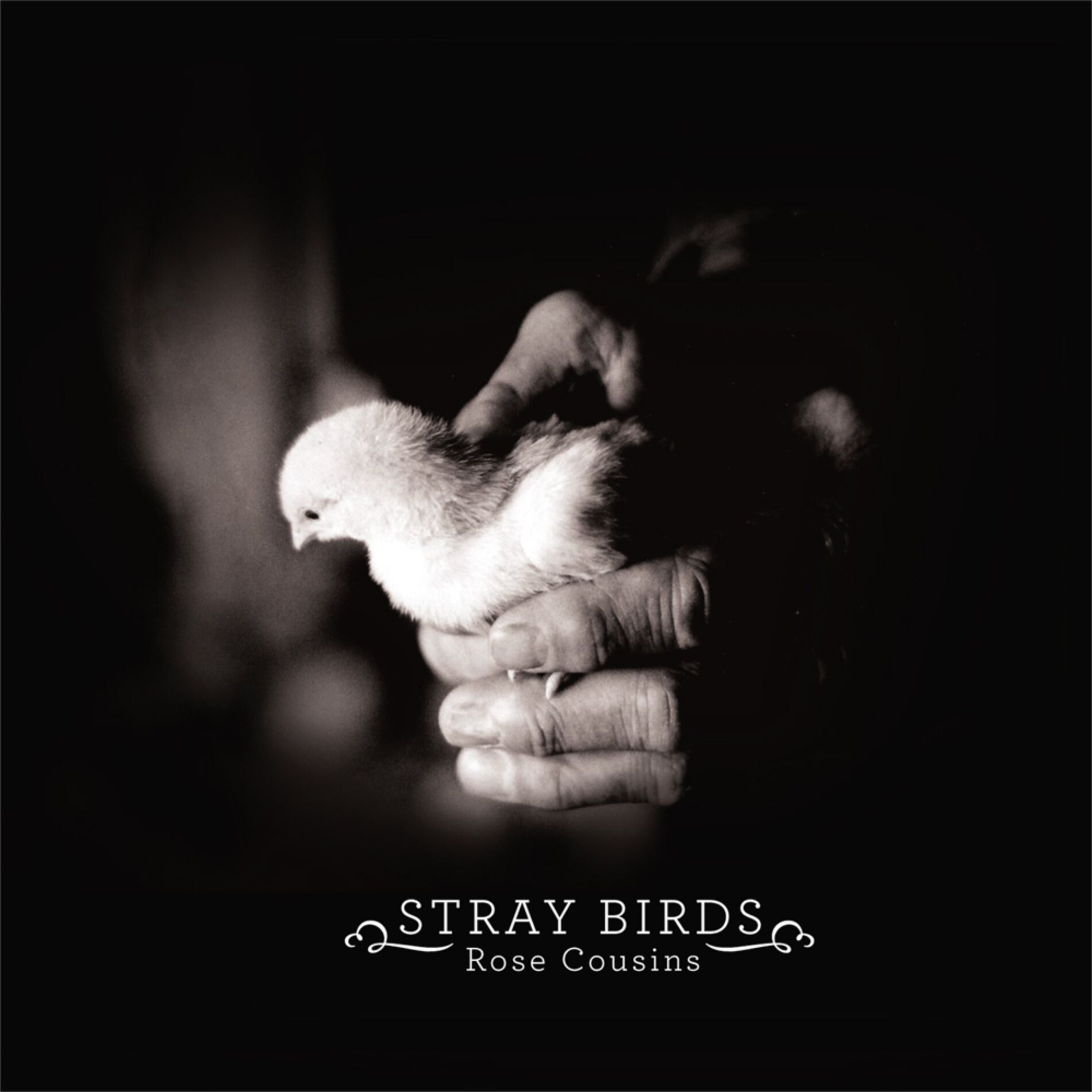 Album cover of Stray Birds