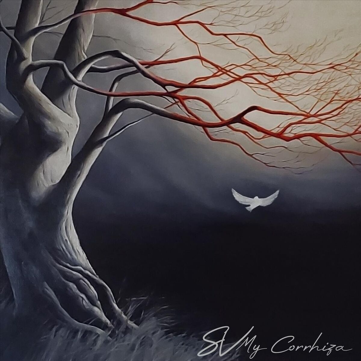 Album cover of My Corrhiza